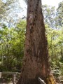 1225-1218 WA Karri forest (251884)